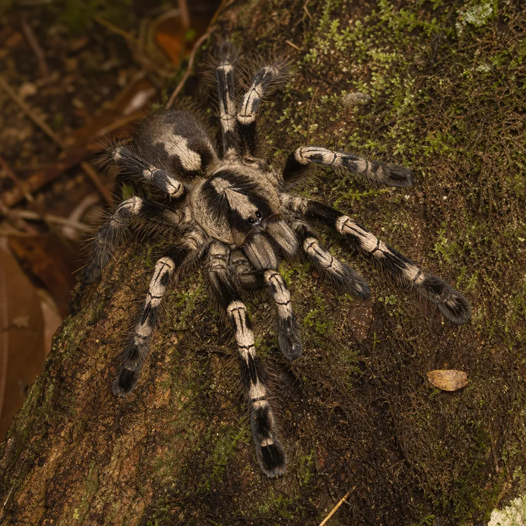 Poecilotheria miranda