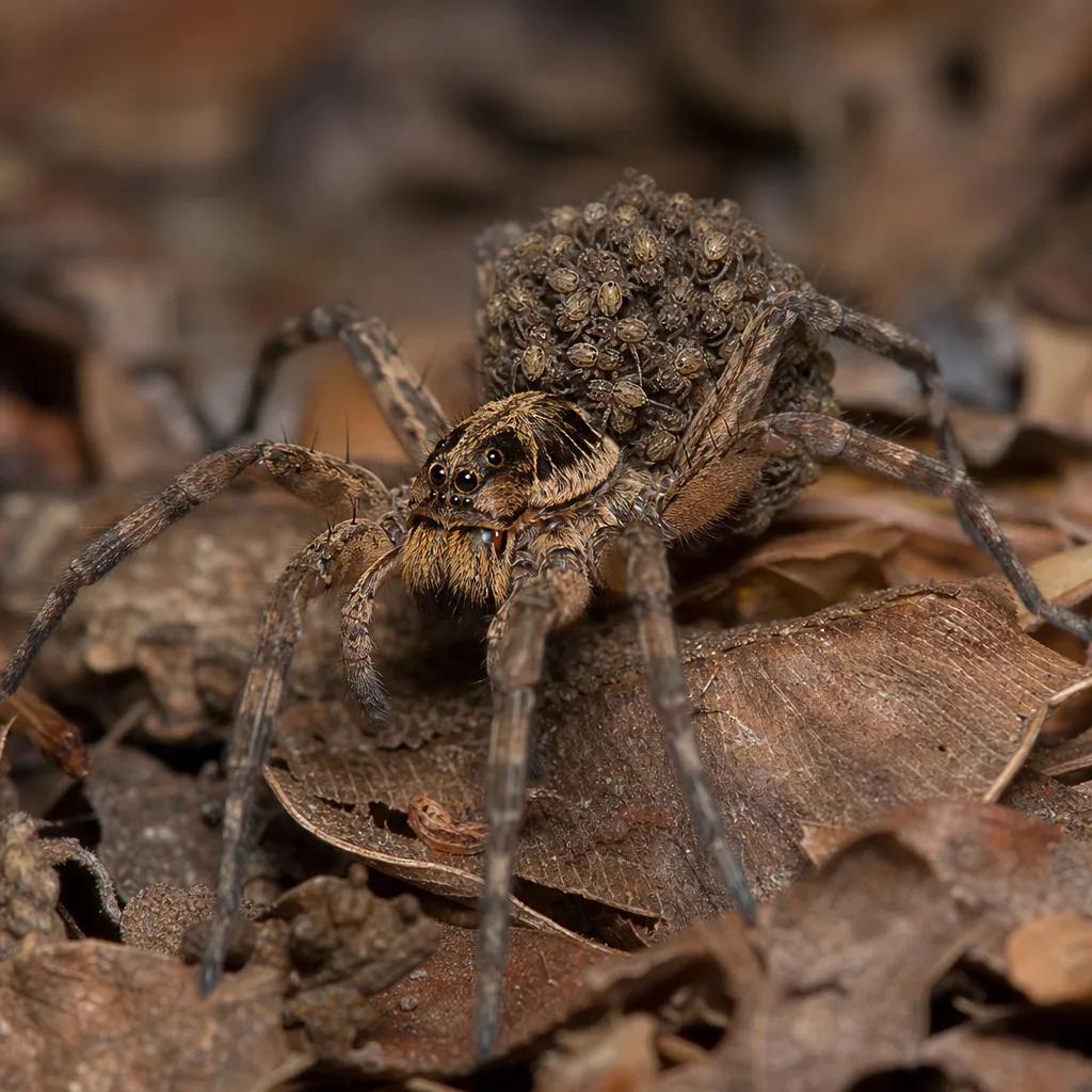 Arachnofobia – jak rozpoznać lęk przed pająkami?