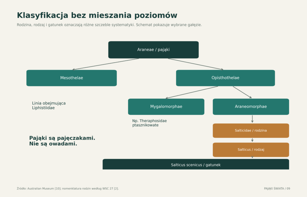 Główne linie oraz poziomy systematyki pająków