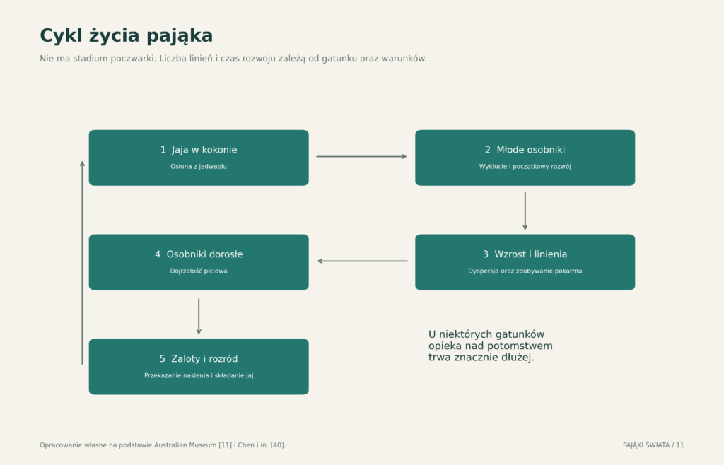 Uproszczony cykl życia pająka
