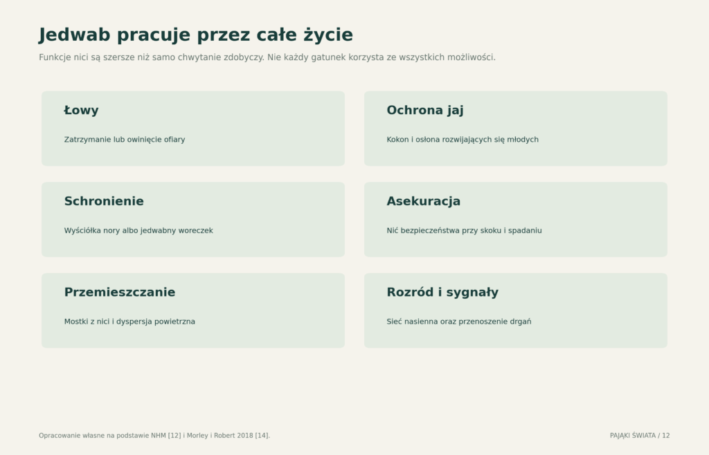 Funkcje jedwabiu w życiu pająka