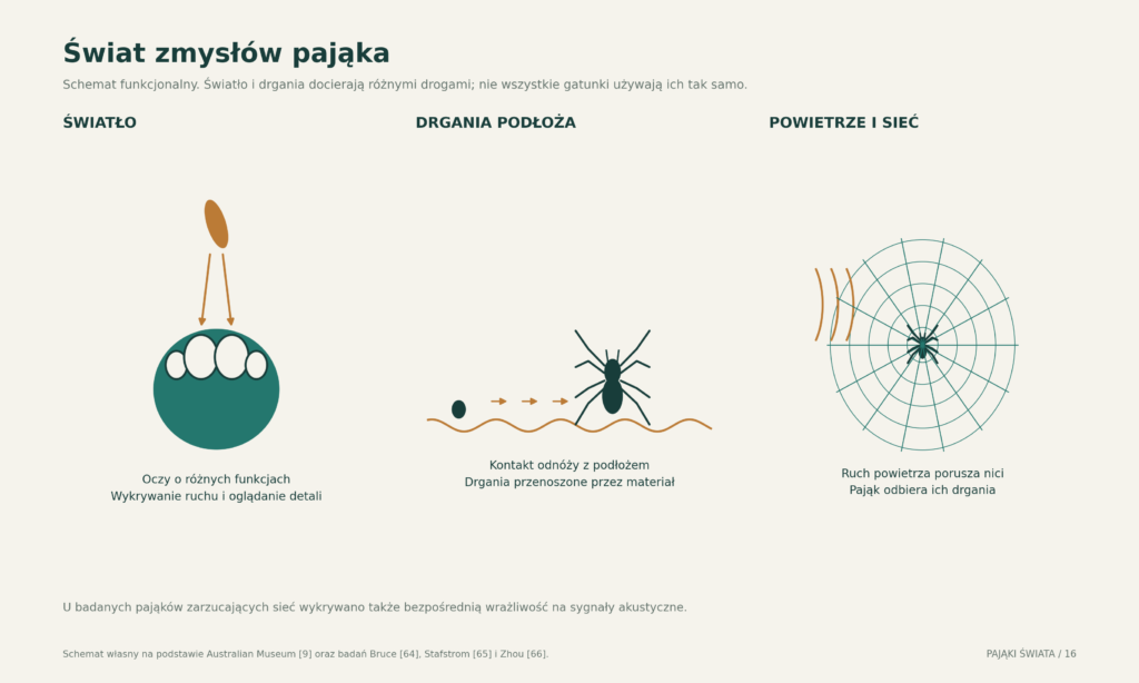 Trzy drogi odbierania sygnałów mechanicznych i wzrokowych; schemat rozdziela drgania podłoża, drgania sieci oraz bodźce świetlne i powietrzne