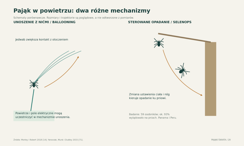Dwa mechanizmy przemieszczania w powietrzu: unoszenie z użyciem nici oraz kontrolowane opadanie Selenops bez skrzydeł