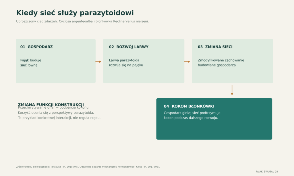 Zmiana funkcji sieci pod wpływem parazytoida; schemat etapów rozwoju i zachowania w opisanym układzie, bez przypisywania go wszystkim pająkom