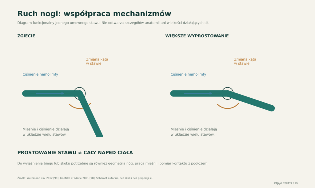 Poglądowe zestawienie prostowania hydraulicznego i działania mięśni; schemat nie przedstawia wszystkich stawów ani proporcji sił