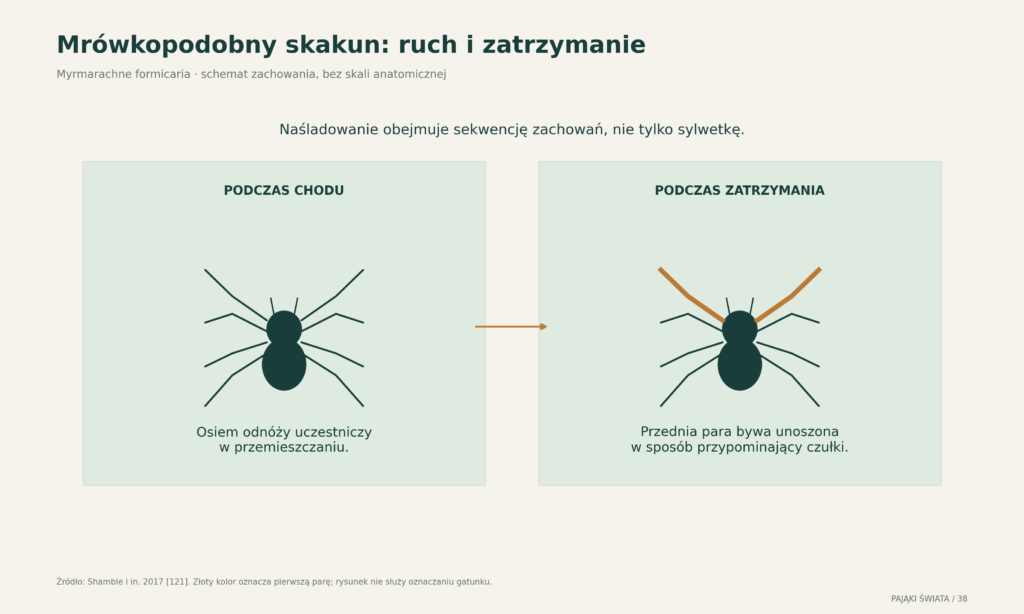 Mimetyczny skakun: osiem odnóży podczas chodu i uniesiona przednia para w czasie zatrzymania; schemat zachowania, nie klucz oznaczania