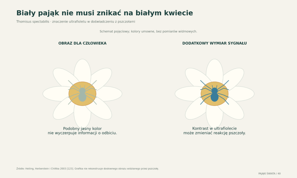 Sygnał kwiatu i pająka: różnica między ludzkim obrazem barwy a bodźcem zawierającym ultrafiolet; schemat bez danych widmowych