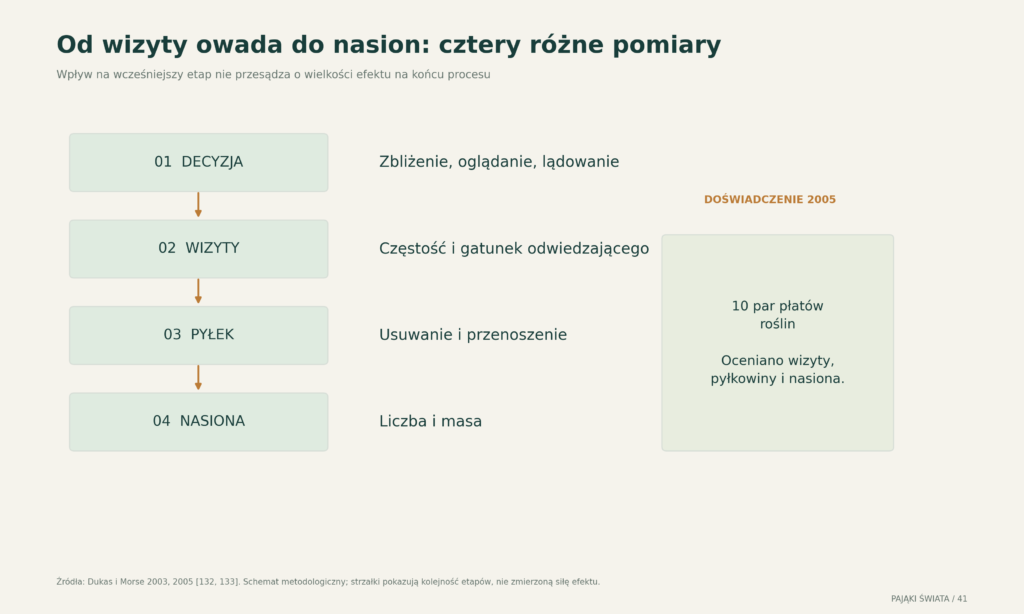 Cztery kolejne poziomy oceny wpływu pająka: zachowanie zapylacza, odwiedziny, transfer pyłku i produkcja nasion