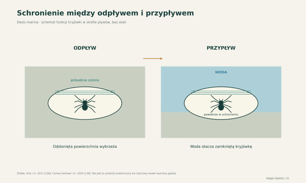 Kryjówka Desis marina w strefie pływów: odsłonięte podłoże podczas odpływu i jedwabne schronienie otoczone wodą podczas przypływu