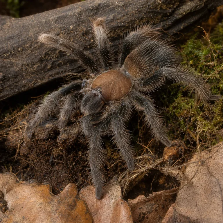 Hapalopus formosus