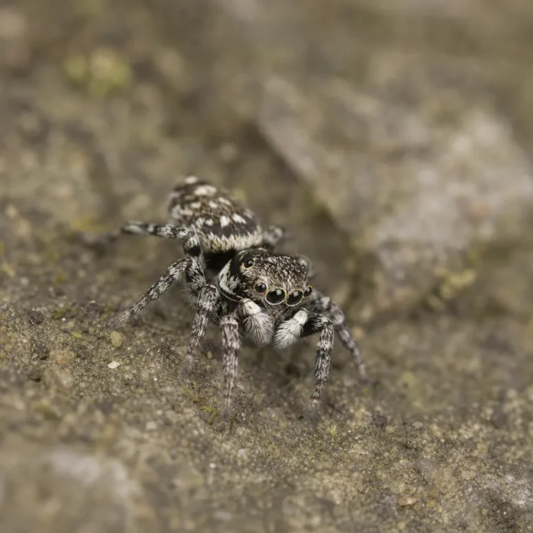 Euophrys nana