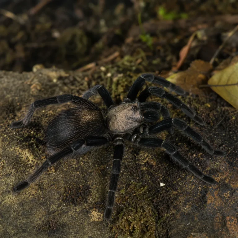 Orphnaecus philippinus