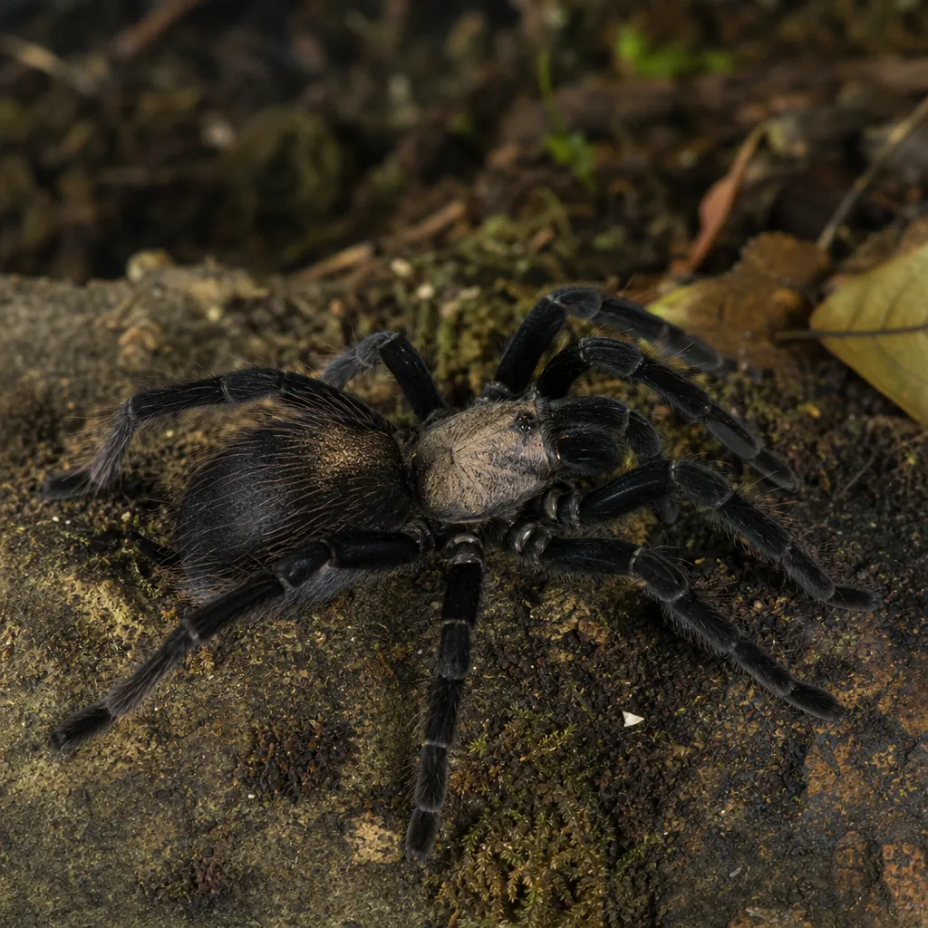 Orphnaecus philippinus